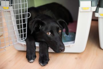 Beautiful black shepherd dog with cute eyes lying in her crate sticking her front paws and head out.