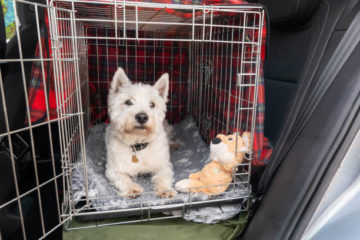 A West Highland White Terrier, family pet lying down in her open crate, preparing for travel in a car. She is happily waiting to set off, not wanting to miss out on an outing. Her pet collar has a heart shaped tag on it. The much loved dog is lying down on a grey and white fleece blanket, with one of her favourite toys beside her. The wire crate provides her with a safe space during the journey. It is covered with a red tartan blanket, so she feels secure and cosy.