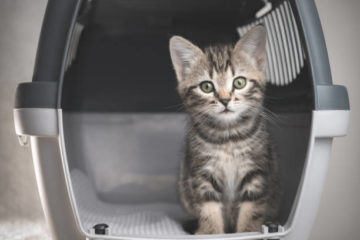 Tabby kitten in a Pet Travel Carrier.